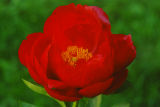 Ред Ред Роуз Red Red Rose