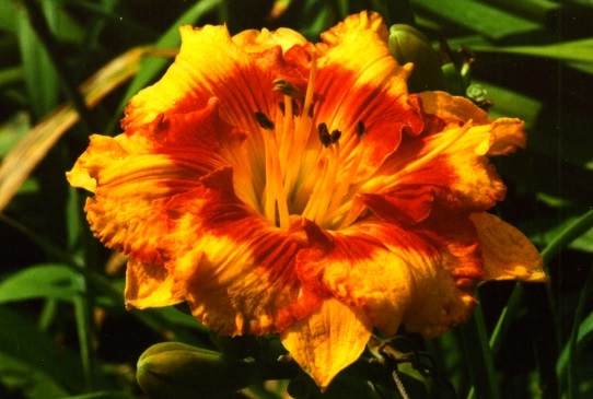 Adorable Tiger Адорабл Тайге