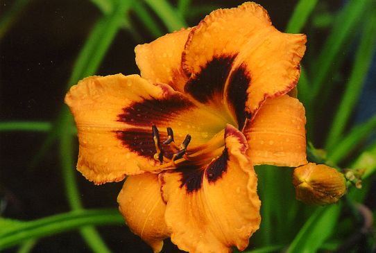 Ол Американ Тайгер