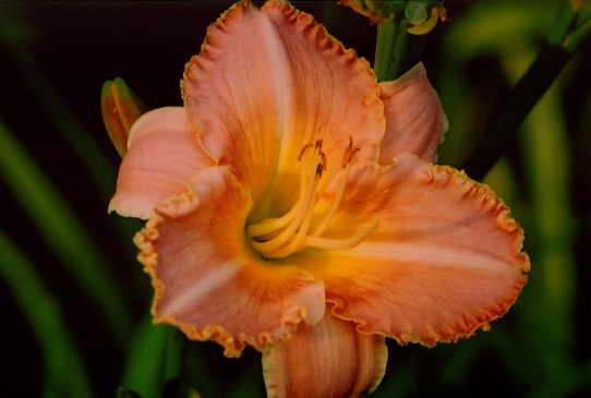 Подобие Закату Allegheny Sunset