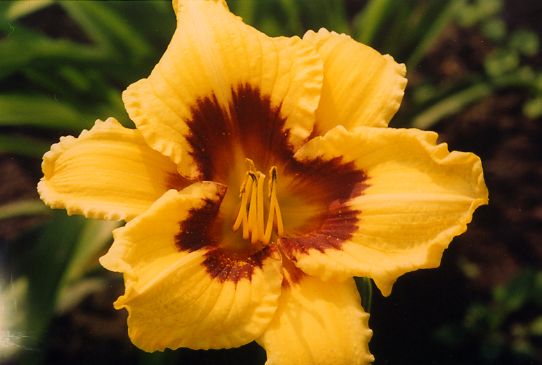 Всегда Подарок Always Present