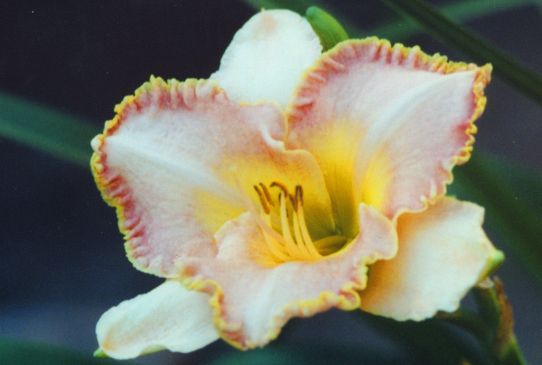 At First Blush Эт Фёст Блаш