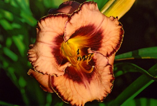 Благовенное Цветение Awesome Blossom