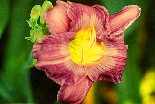 Baby Blue Eyes Бэби Блю Айз