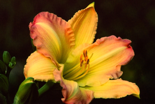 Бьютифул Эджингс  Beautiful Edgings