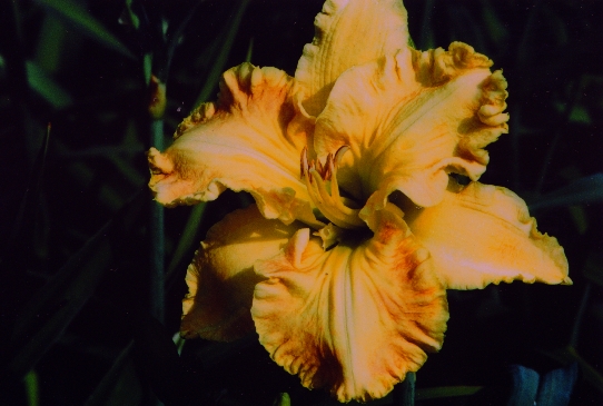 Beyond Riches Бейонд Райчес