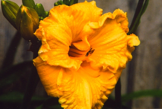 Bill Norris Билл Норрис