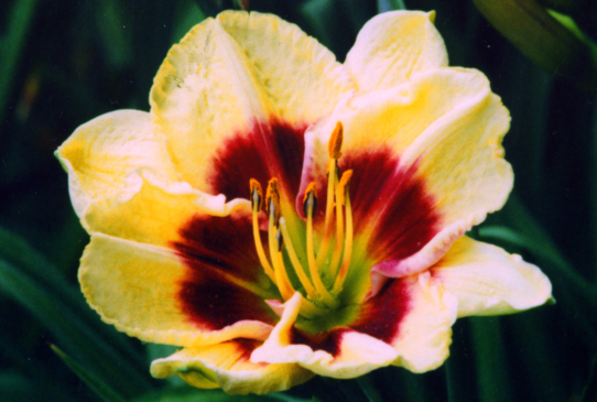 Blackberry Jack Блэкбери Джек