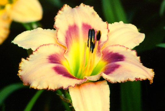 Blue In The Face Блю Ин Зэ Фэйс