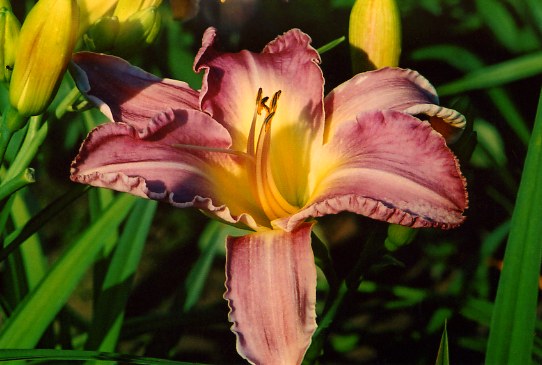 Блю Нил Blue Nille