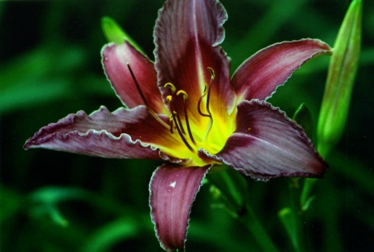 Blue Venture Блю Вентше