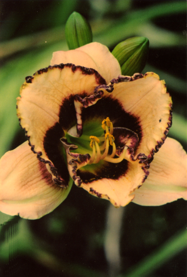 Бордер Мьюзик  Border Music