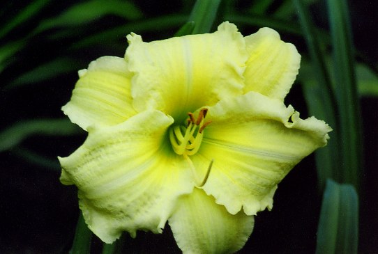 Платье из Парчи Brocaded Goun