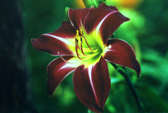 Камерун Найт Cameroon Night