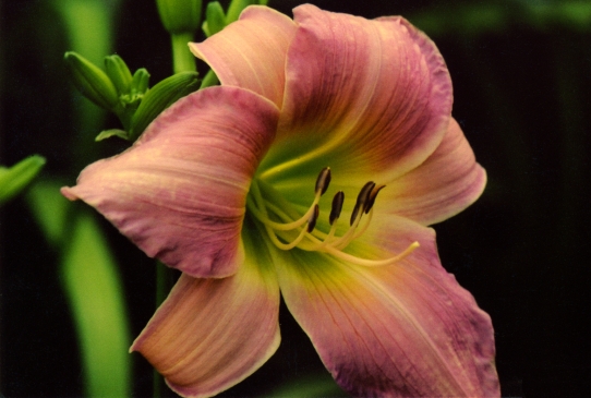 Катерина Вудбери Catherine Woodberry