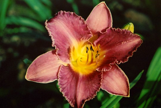 Чикаго Ноби Chicago Knobby