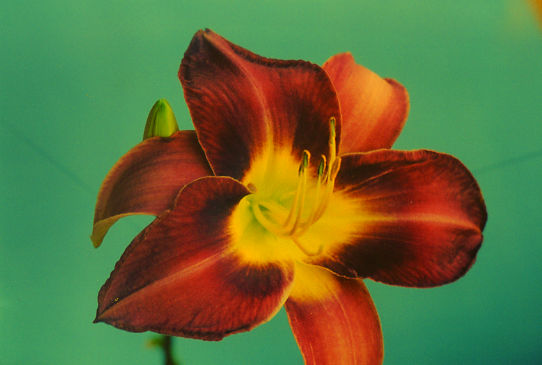 Чикаго Роял Роб  Chicago Royal Robe