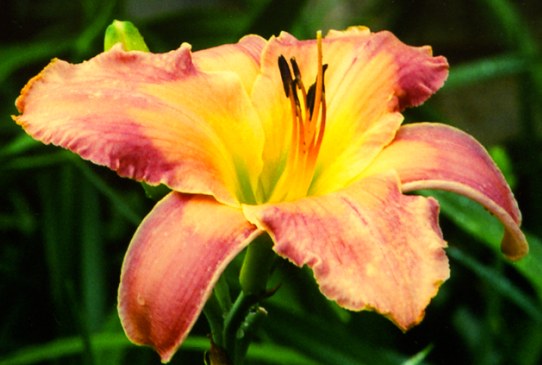 Чайнес Кайт Chinese Kite