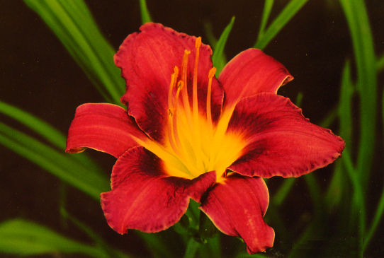 Чайнес Темпл Флавер Chinese Temple Flower