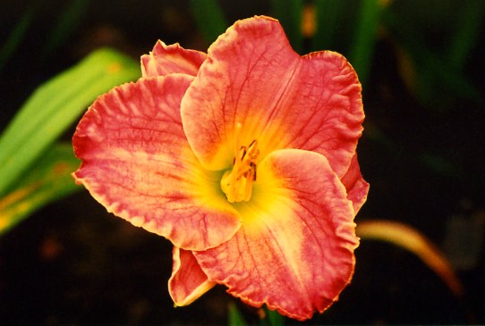 Классик Романс Classic Romance