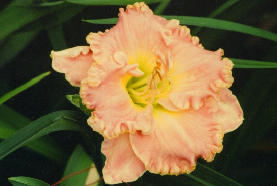 Clear Mountain Morning Клиа Мантин Монин