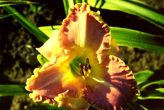 Одетый в Ореол Clothed in Glory