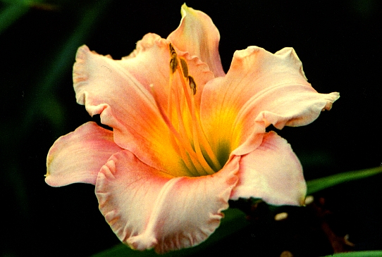 Корал Стоун Coral Stone