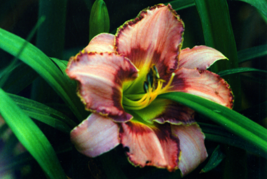 Create Your Dream Криэйт Ё Дриэм