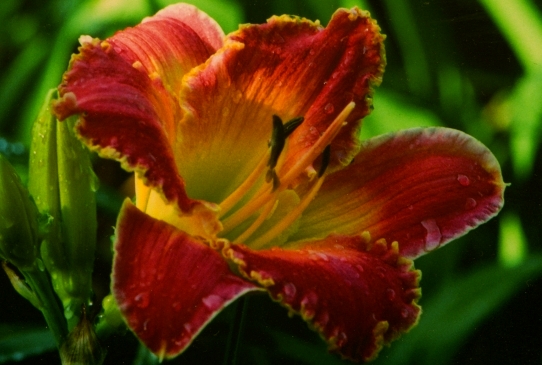 Cuban Nancy Кьюбен Нэнси