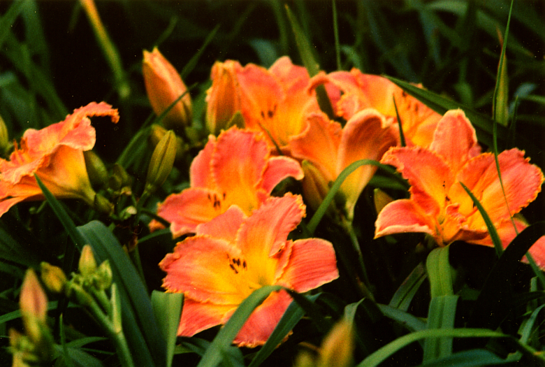 Cuban Nancy Кьюбен Нэнси куст