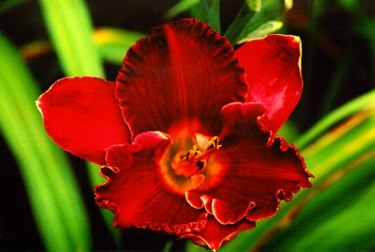 Cupid Calling	Кьюпид Коолинг