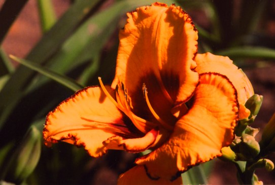 Damascus Lions Дамаскус Лайонс