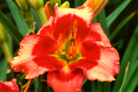 Dan Mahony Дан Махони