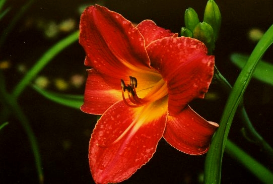 Датский Стиль Danish Style