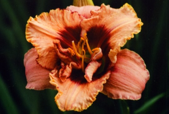 Дэрин Дилема Daring Dilemma