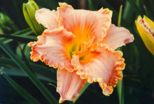 Darla Anita Дарла Энита