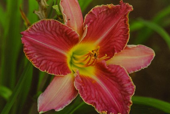 Дэвид Кирчоф David Kirchhoff