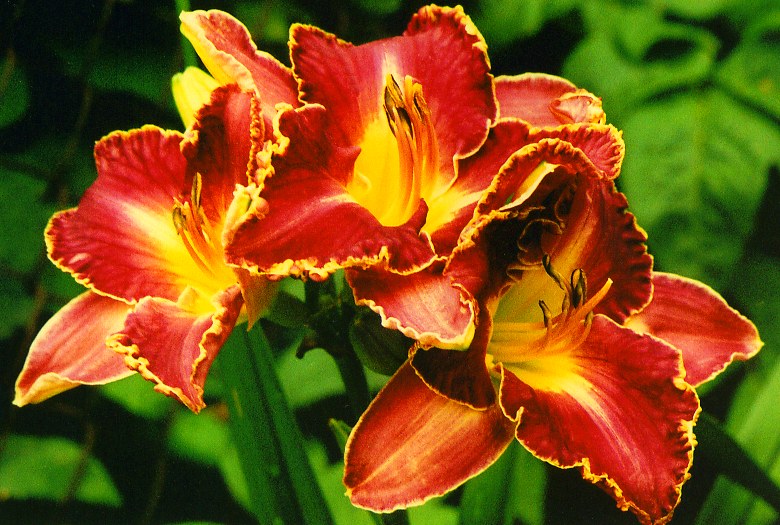 David Kirchhoff  Дэвид Кирчоф