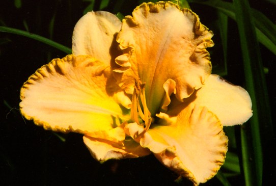 Deanna's Gift Дианнас Гифт