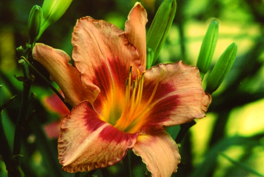 Designer Jeans Дизайне Джинз