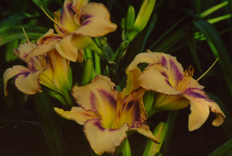 Дестинед ту Си Destined to See