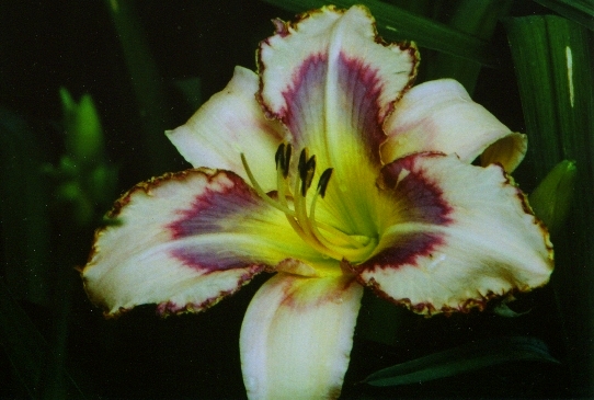 Дестинед ту Си Destined To See