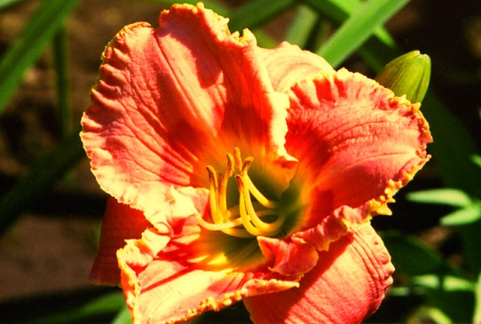 Diane Marie Kraml Диане Мари Крамл