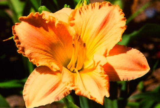 Do You Know Doris До Ю Ноу Дорис