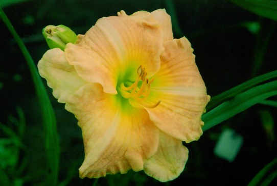 Дом Кнейресбаре Doma Knaresborough