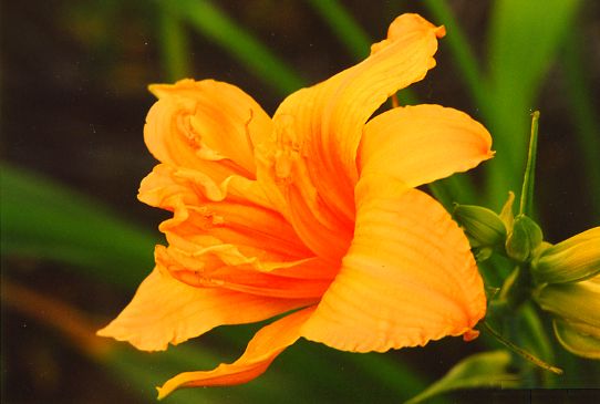 Дабл Дрим Double Dreem