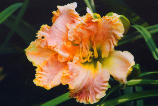 Double Pink Treasure Дабл Пинк Треше