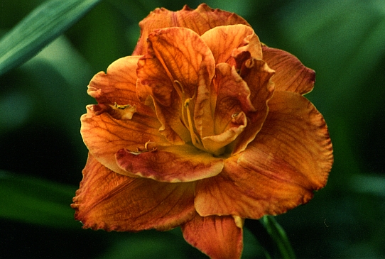 Doublelicious Дабллишез