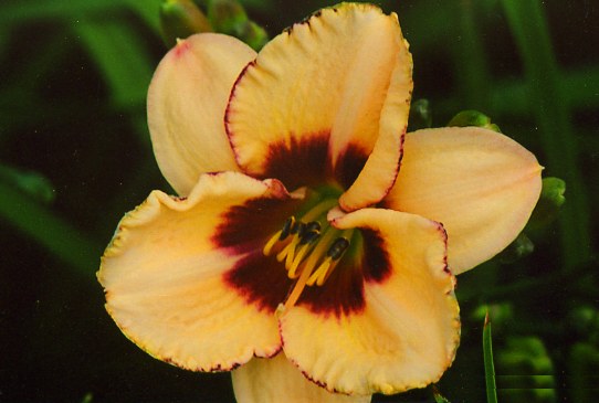 Дрим Легэси Dream Legacy