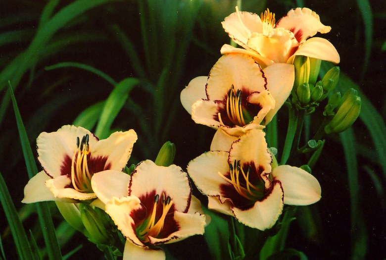 Дрим Легаси Dream Legacy